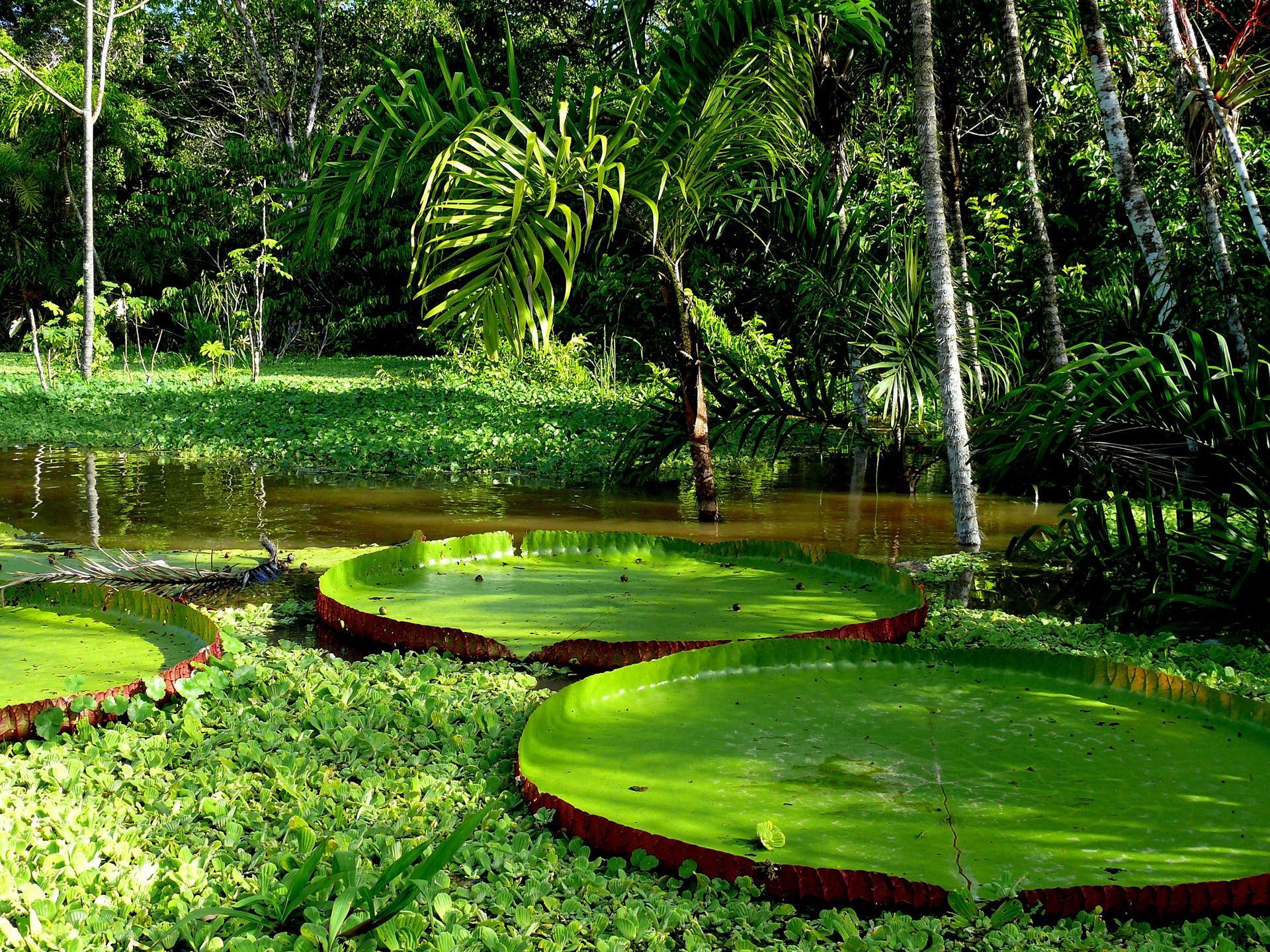 La selva amazónica: el corazón verde de la Tierra